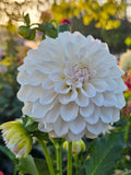 Irish Ruffles