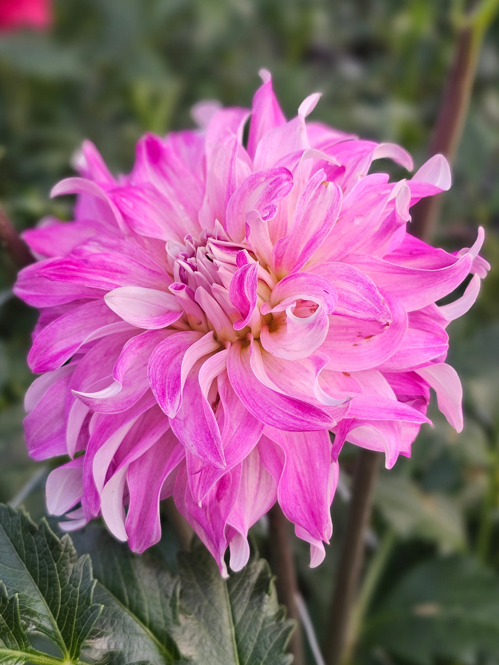 Pink Petticoat