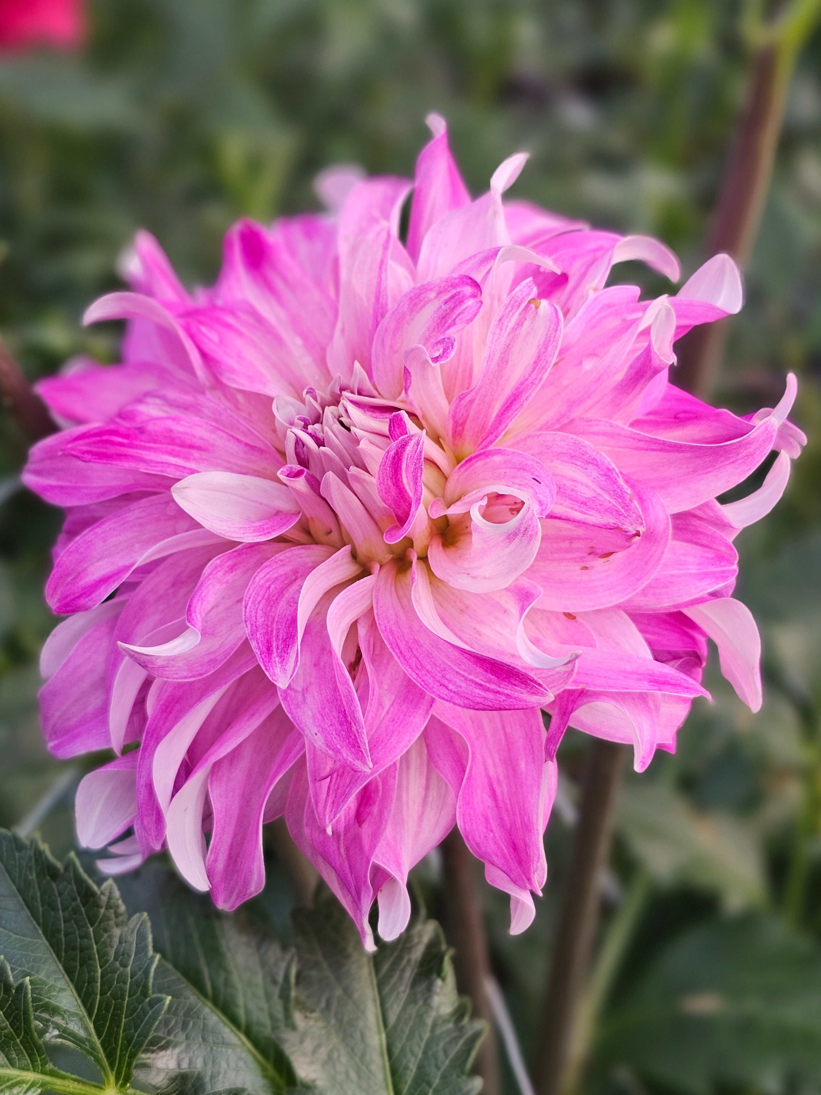 Pink Petticoat