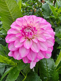 Coseytown Jae Raine