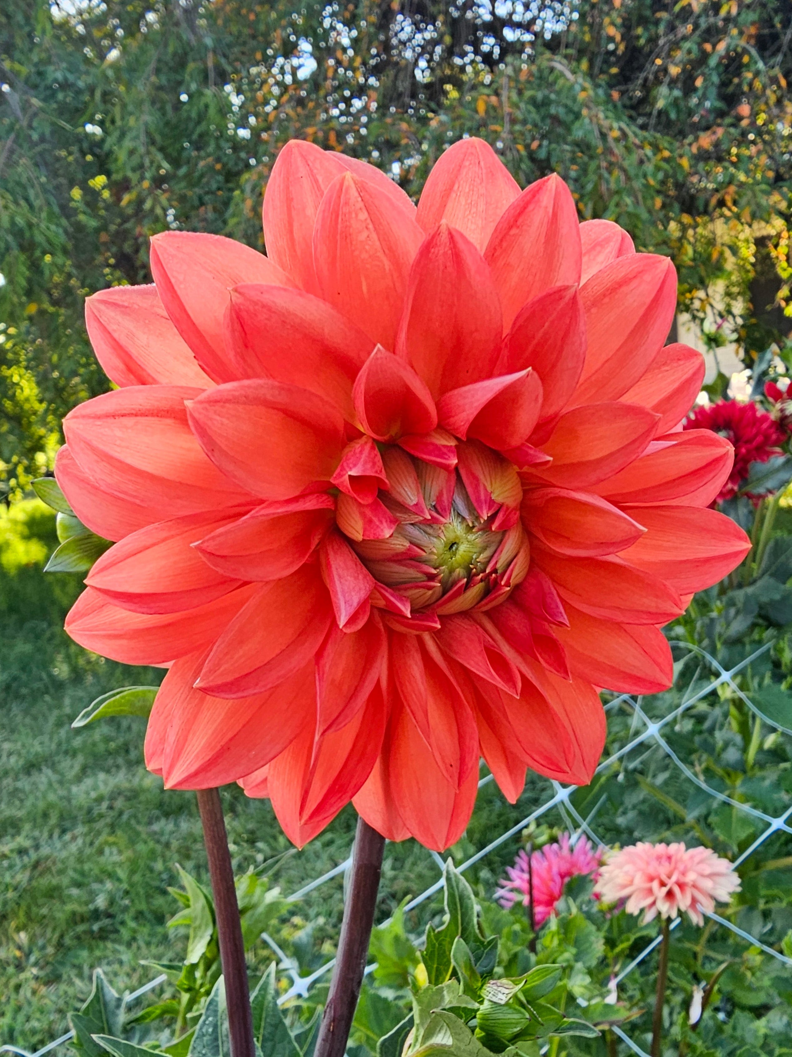 Baron Chad