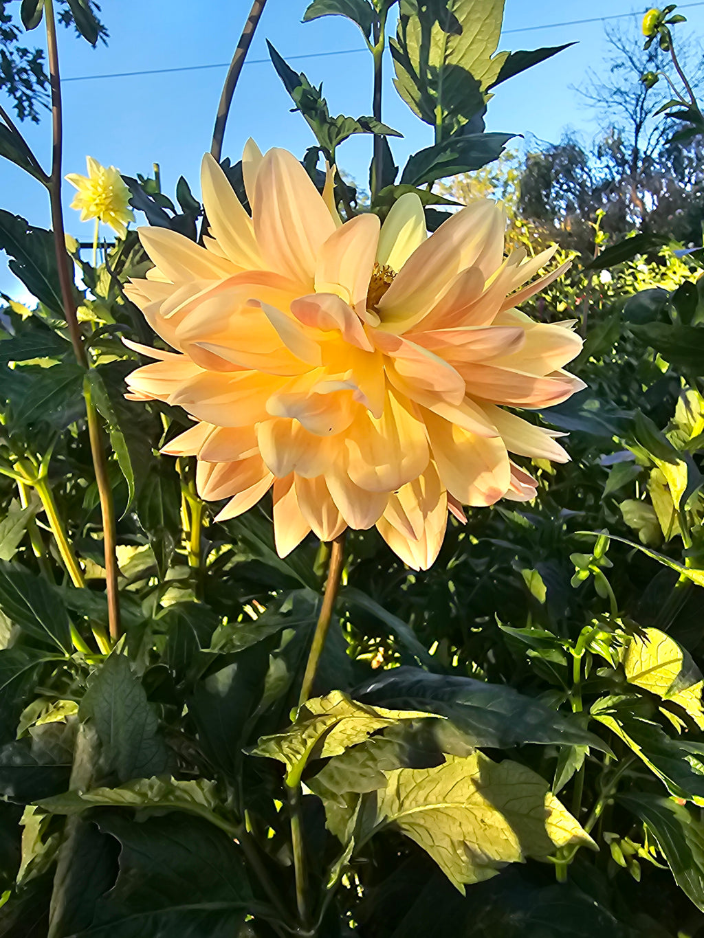 Lee's Lotusland