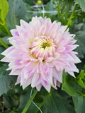 BJ's Dusty Rose