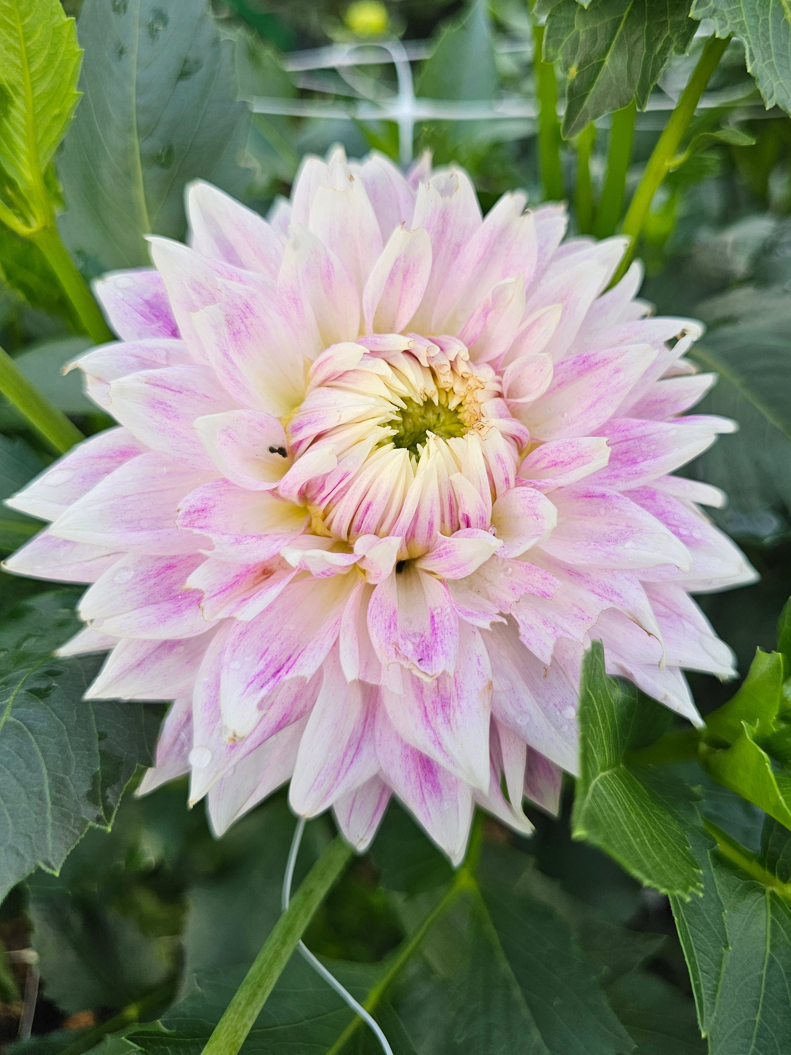 BJ's Dusty Rose