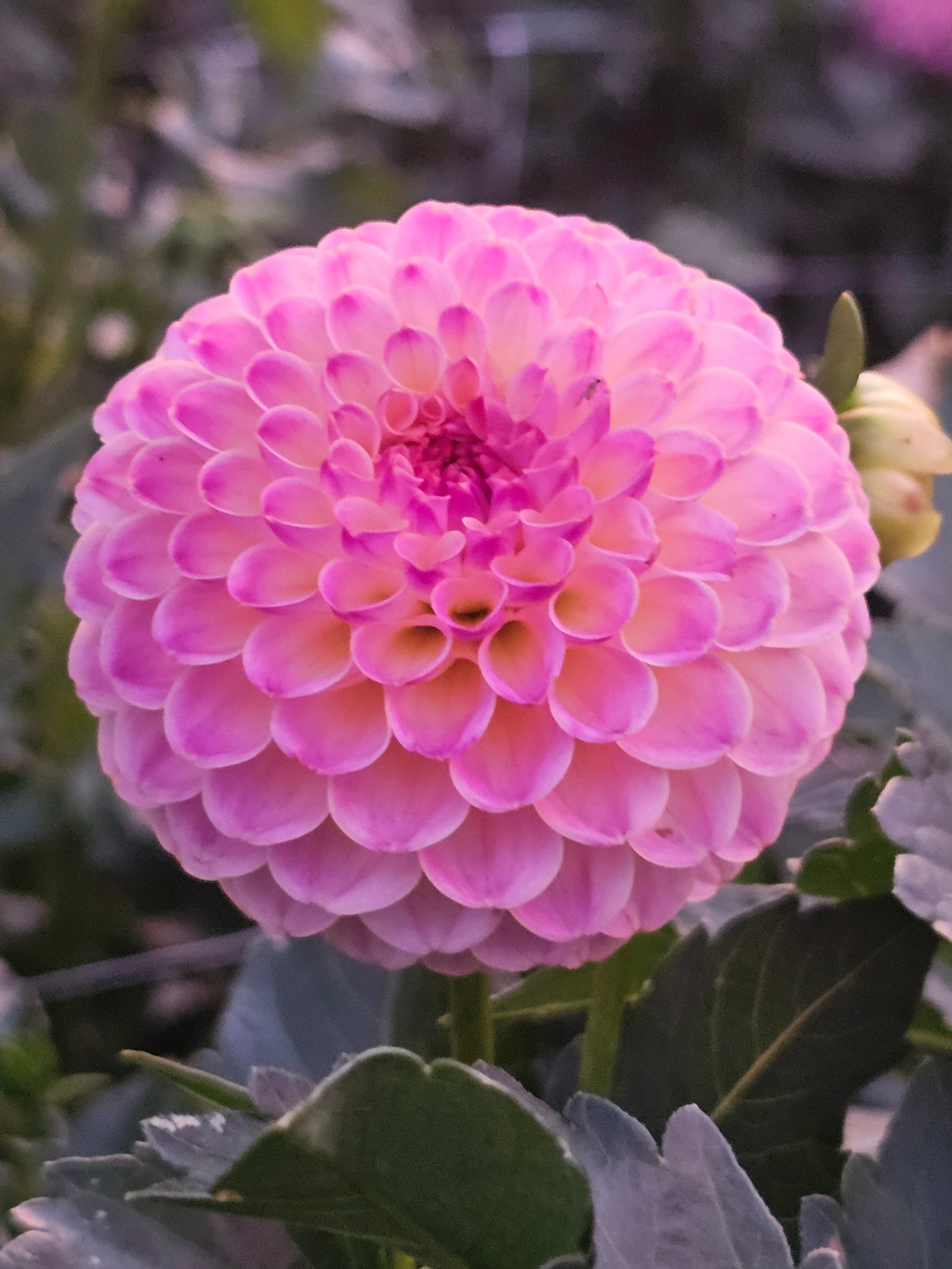 Hapet Pearl