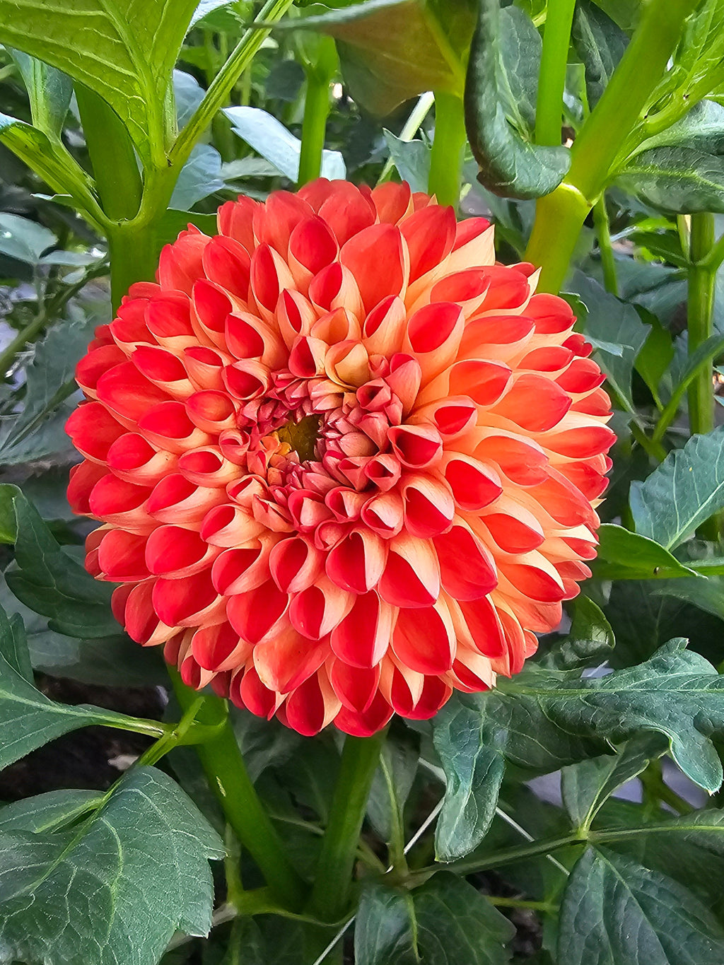 Mirella