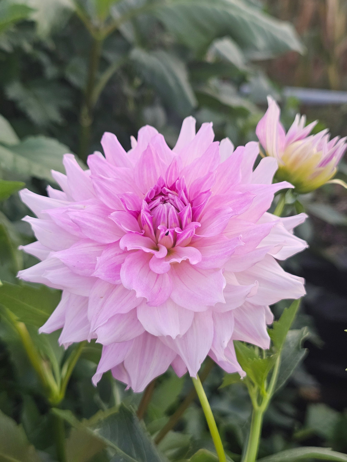 ZB Lilac Mist