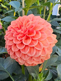 Ferncliff Apricot