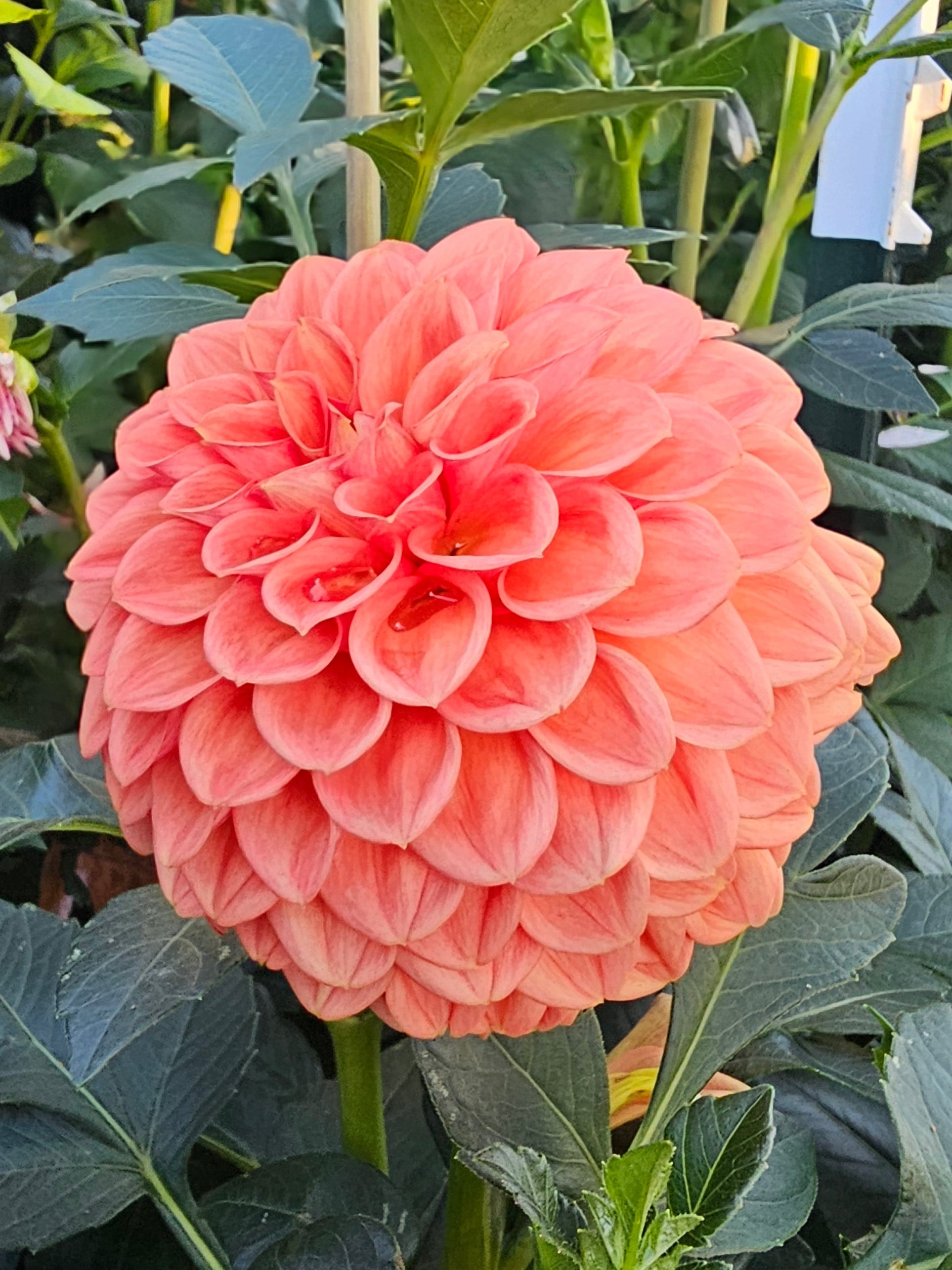 Ferncliff Apricot