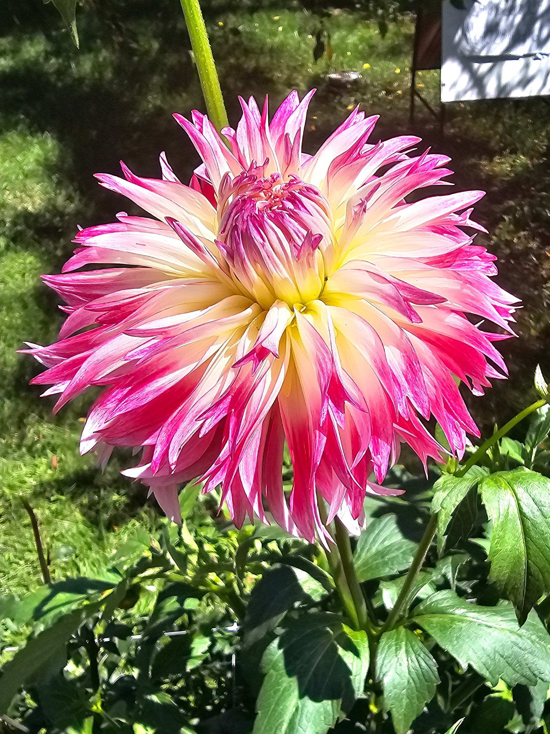Aljo Frills