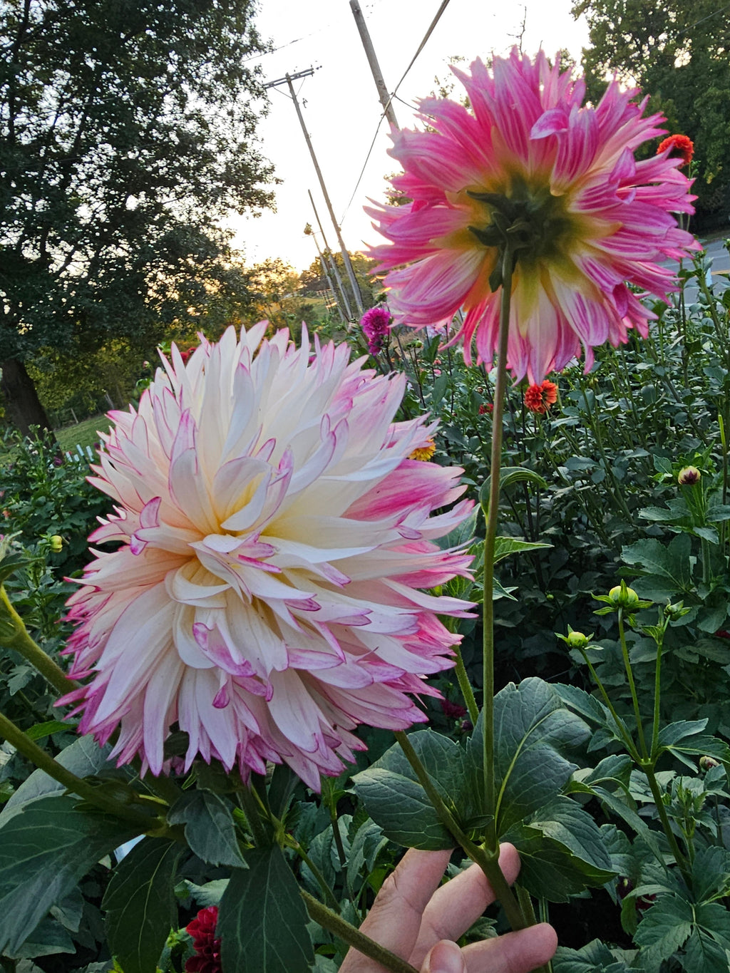 Aljo Frills