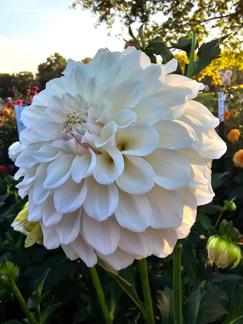 Irish Ruffles