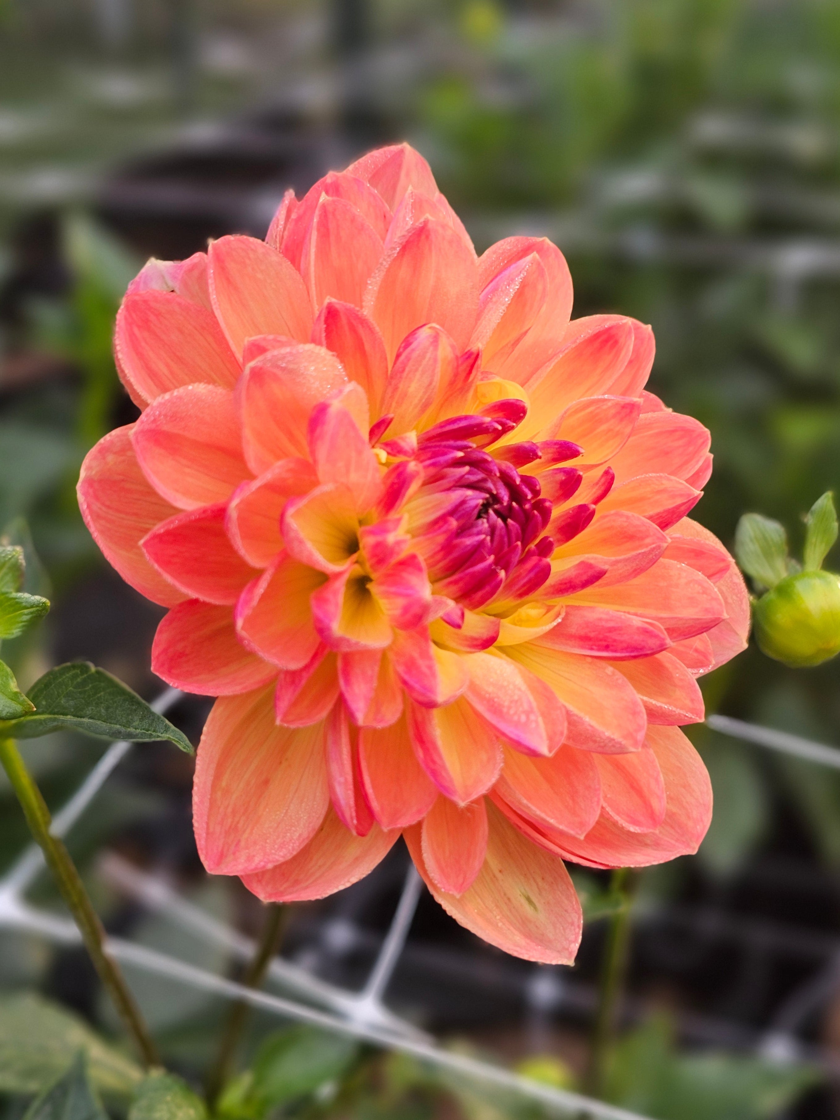 GFF Butterscotch