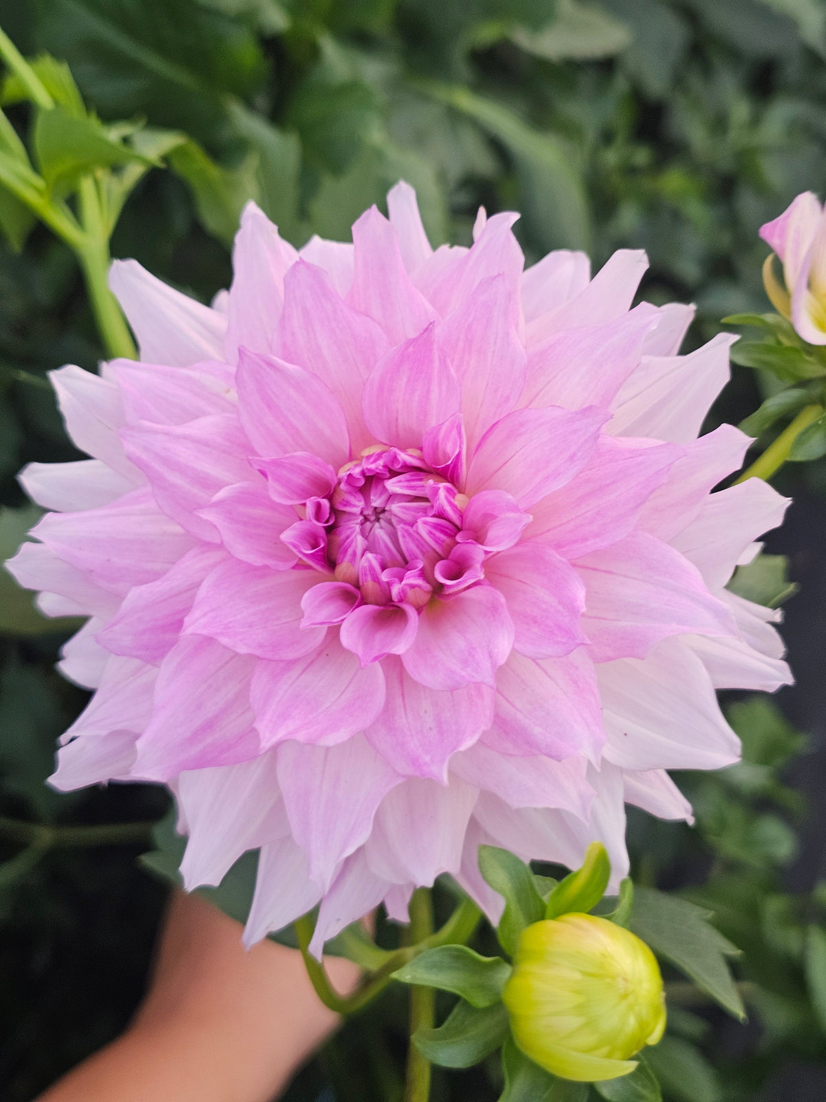 ZB Lilac Mist