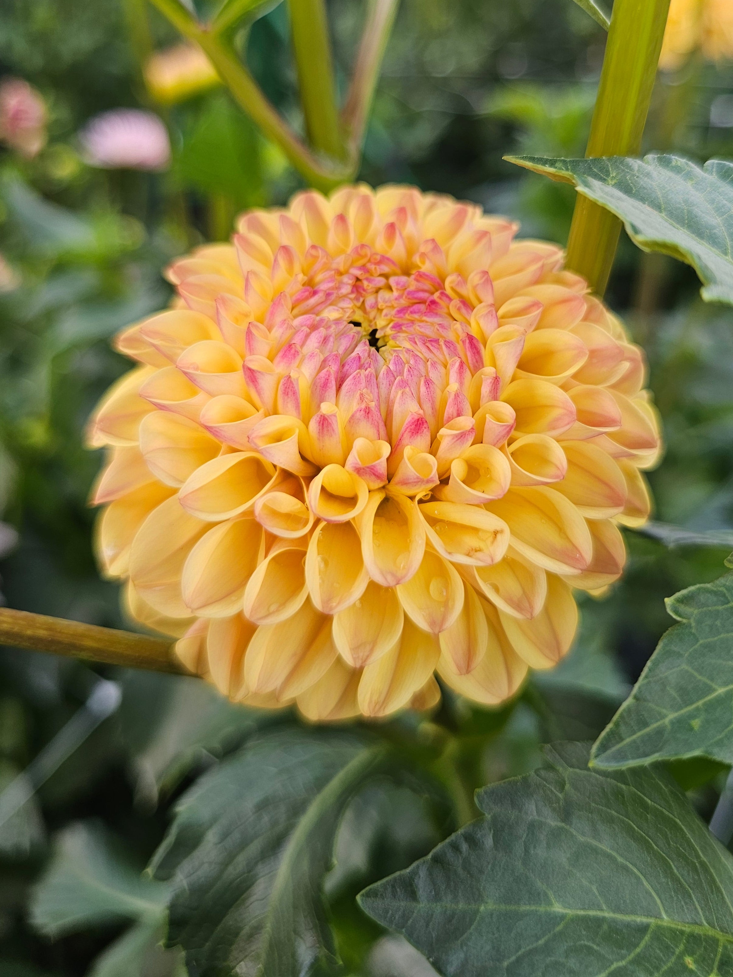 Ferncliff Citron