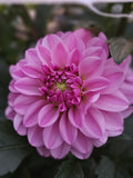 Henk's Lilac Wonder