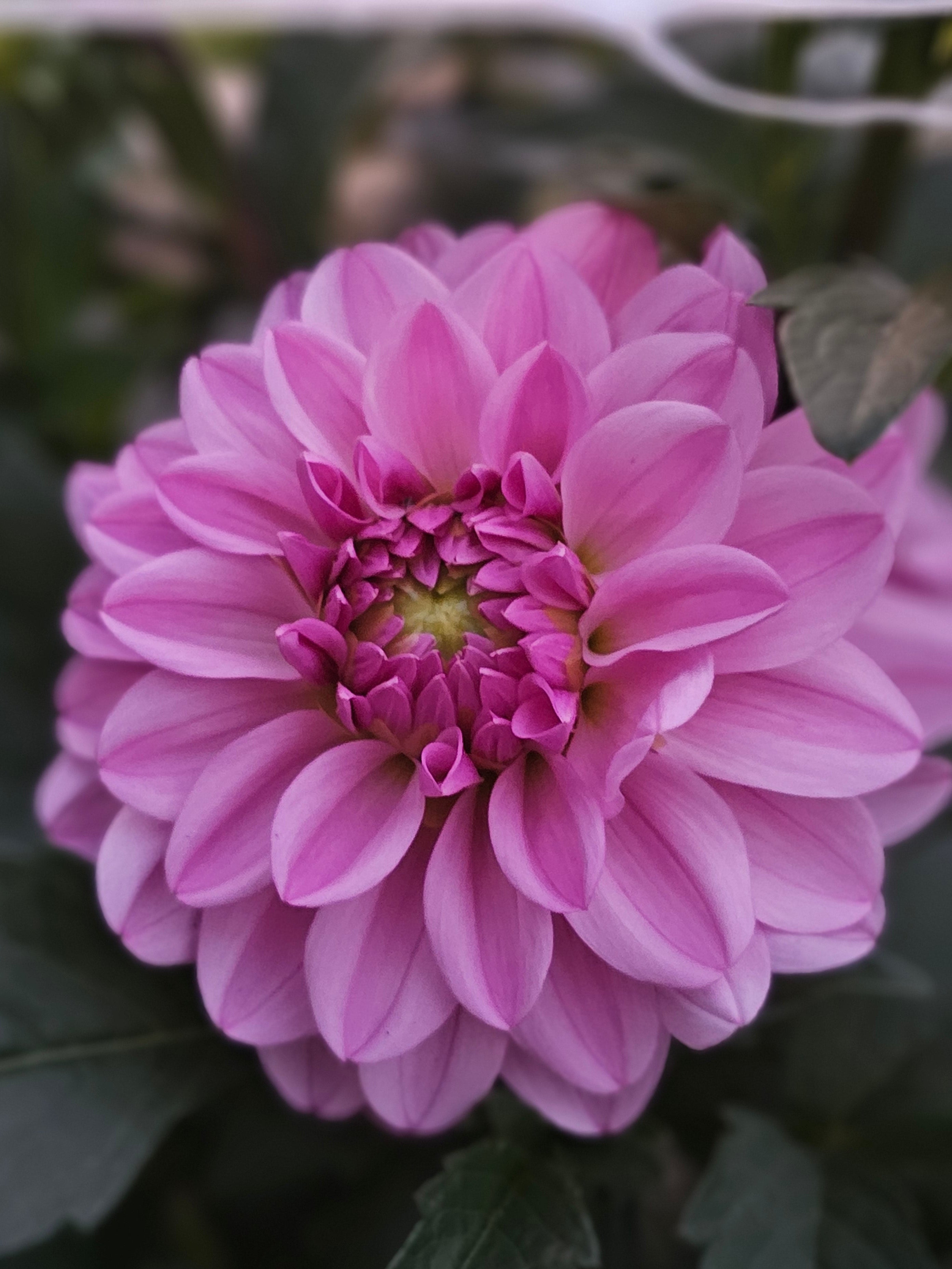 Henk's Lilac Wonder