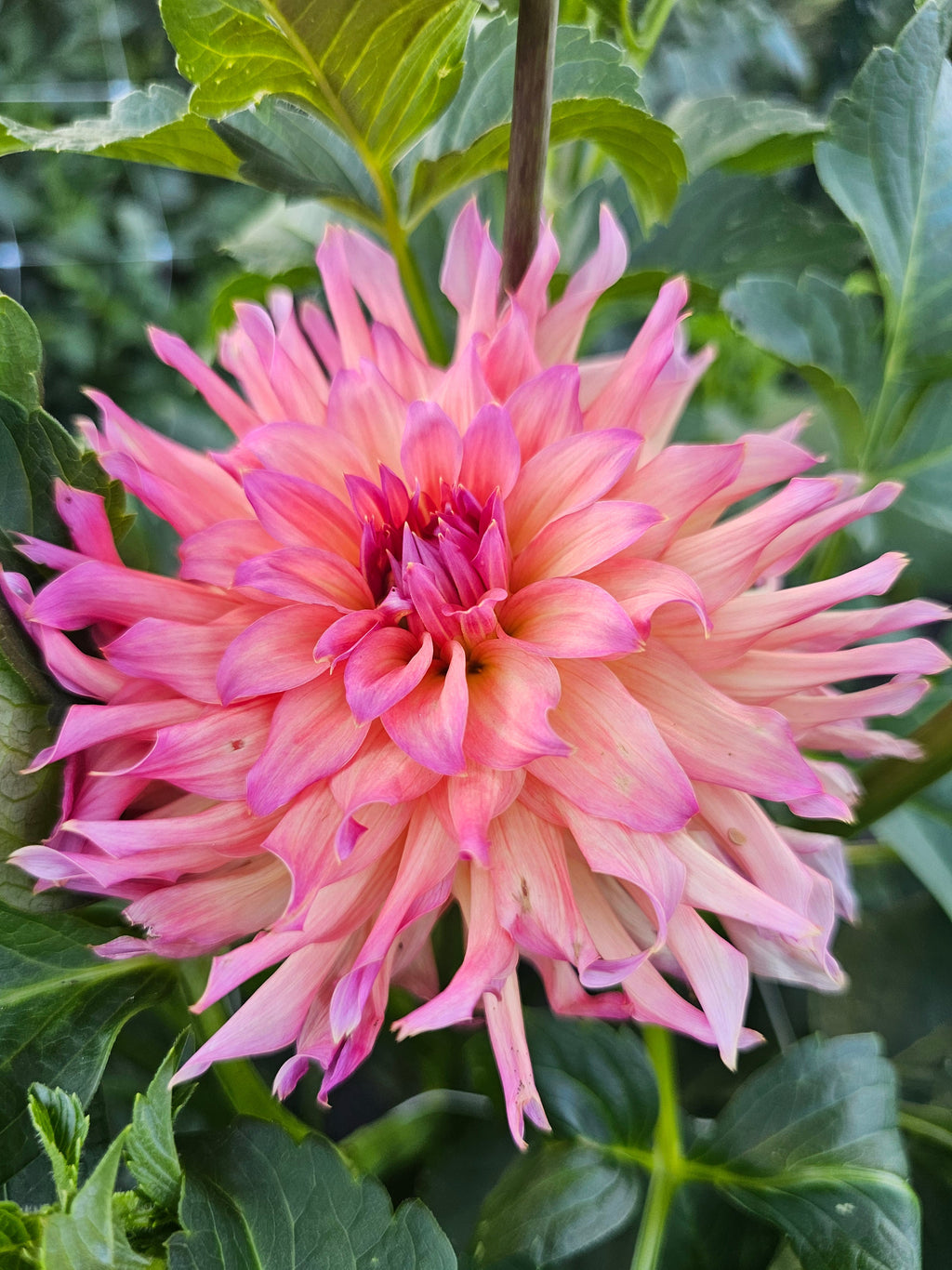 Just Peachy