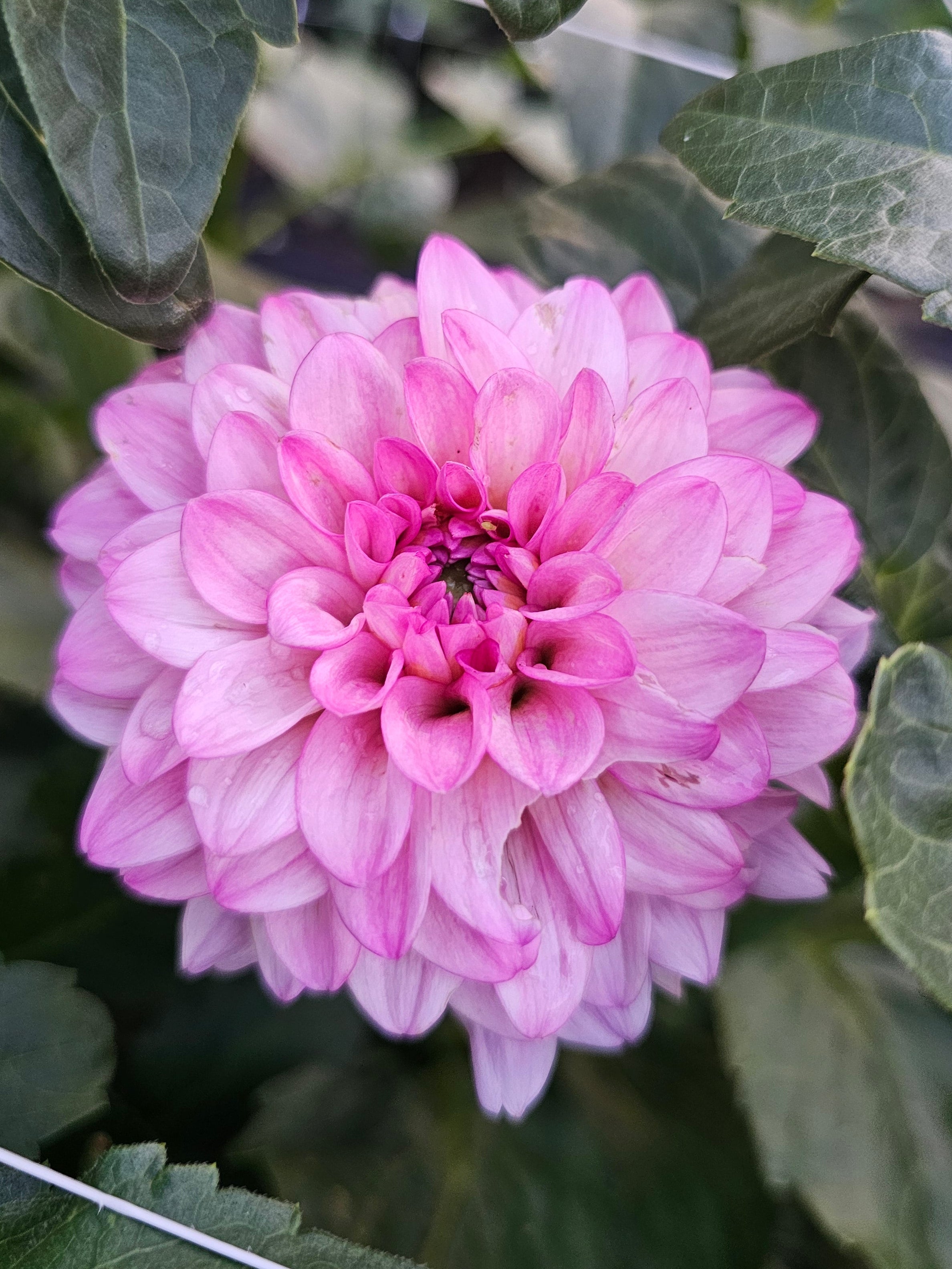 Ferncliff Purity