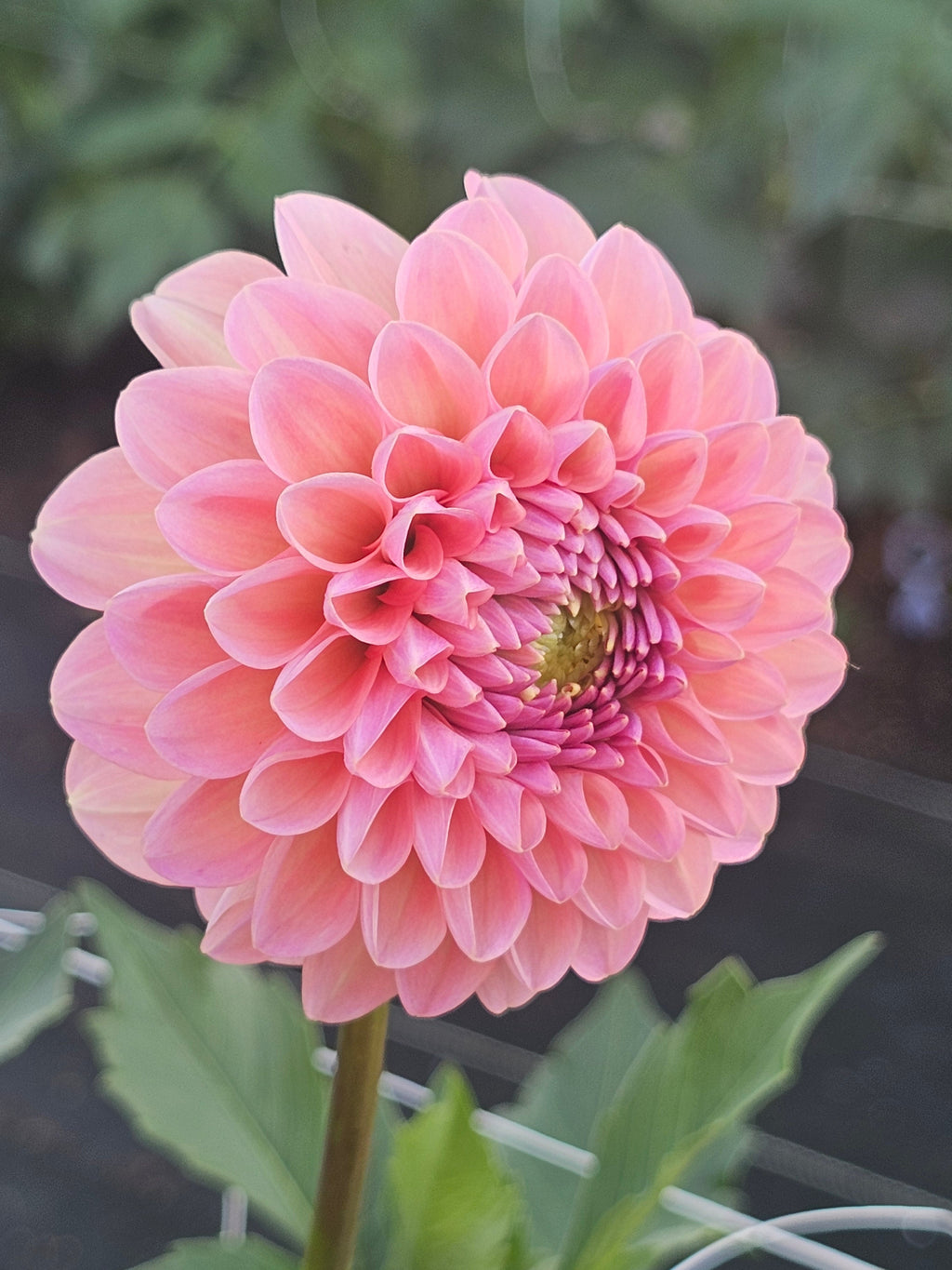 Hamari Rose