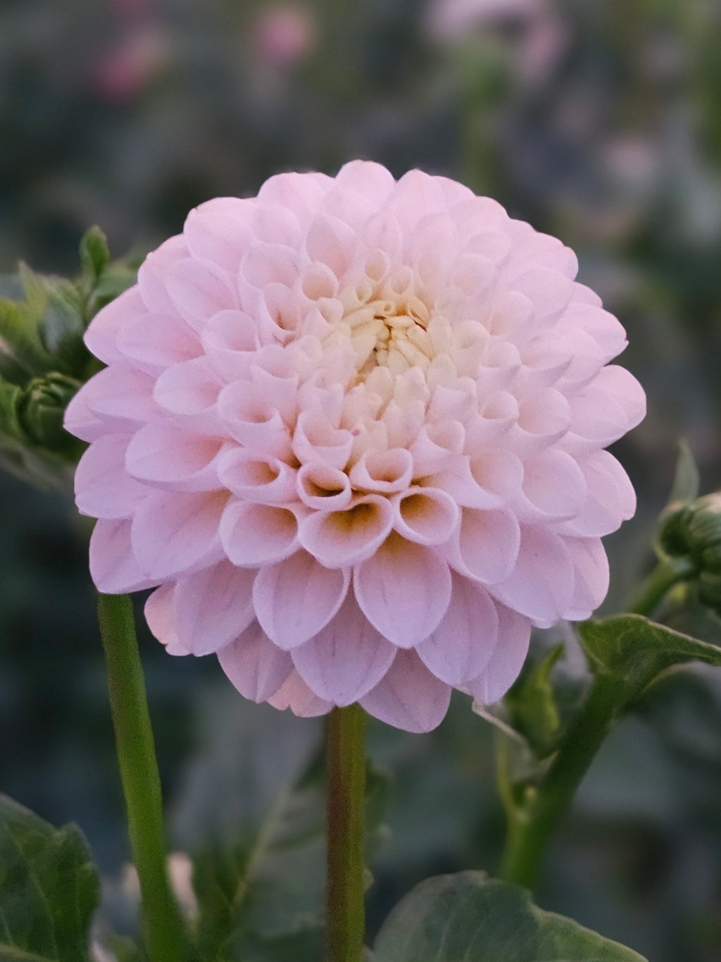 Hollyhill Pink Pearl Two